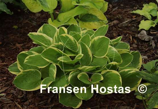 Hosta Shade Parade